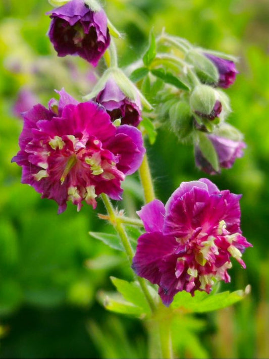 Storchschnabel Geranium joseph green phaeum