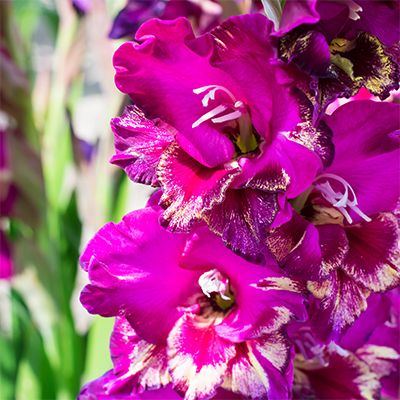 Gladiolus 'Color Club' - Gladiole