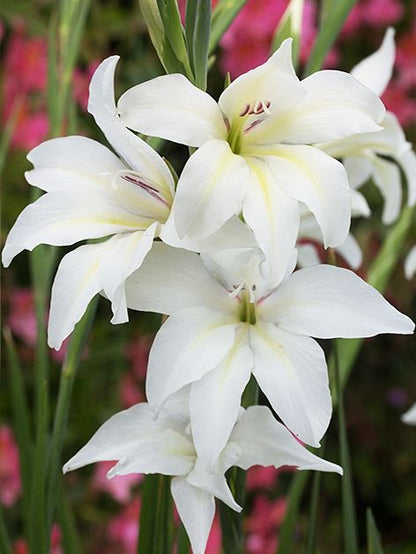 Gladiolen Albus colvillei