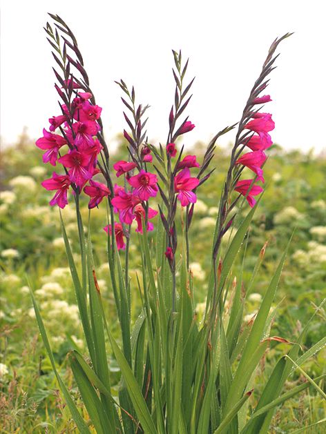 Gladiolus 'Communis Byzantinus Italicus' - Gladiole