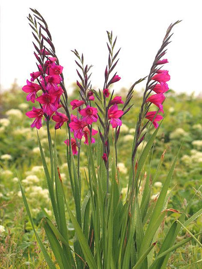Gladiolus 'Communis Byzantinus Italicus' - Gladiole