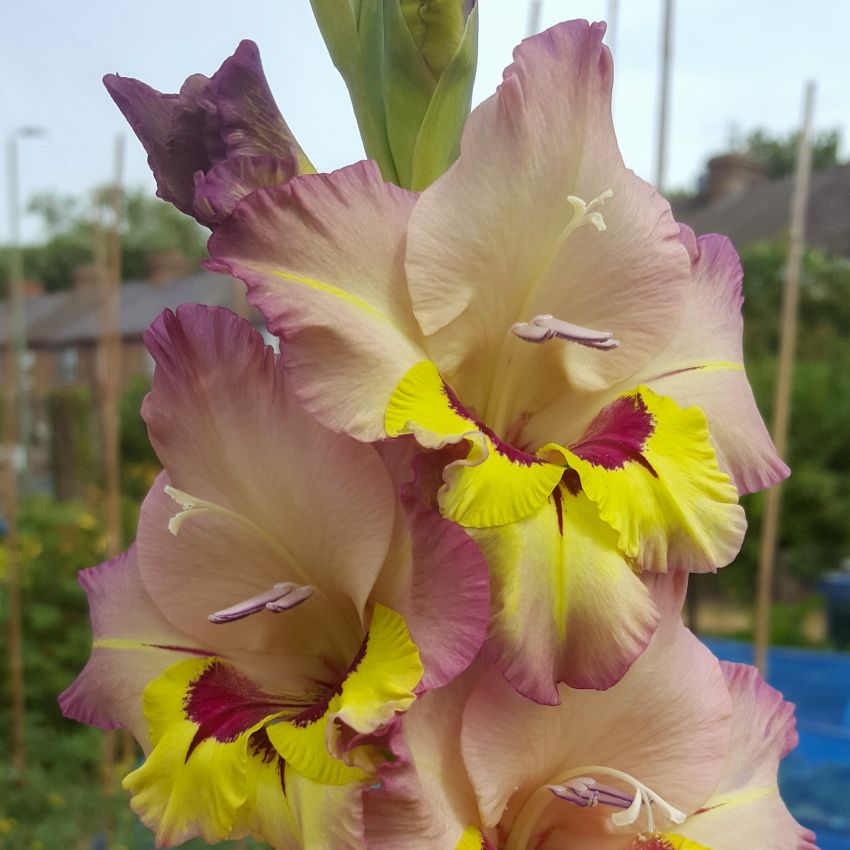 Gladiolus 'Sapporo' - Gladiole