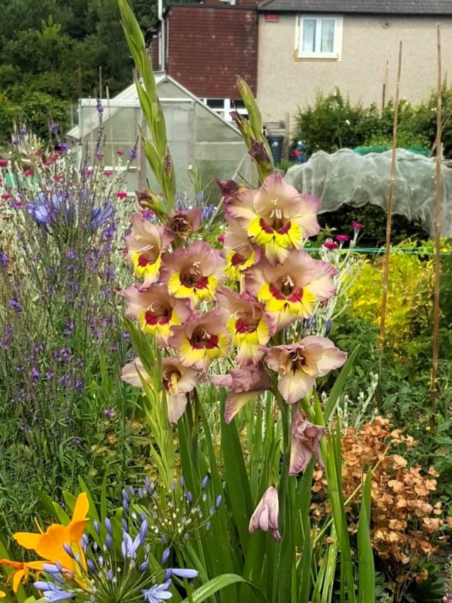 Gladiolus 'Sapporo' - Gladiole
