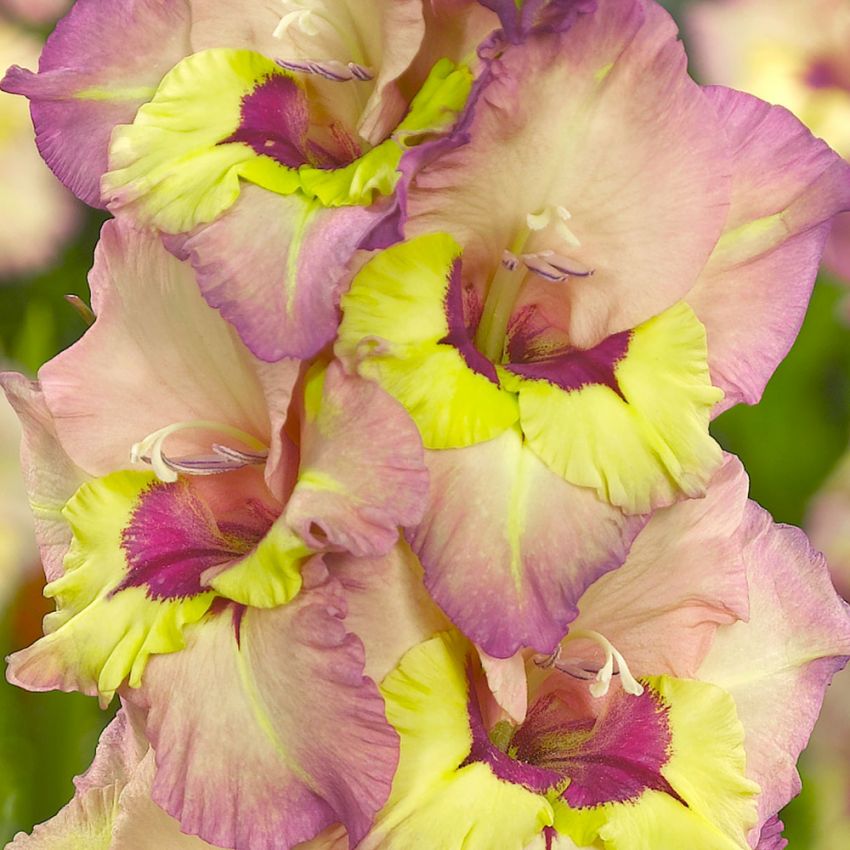 Gladiolus 'Sapporo' - Gladiole