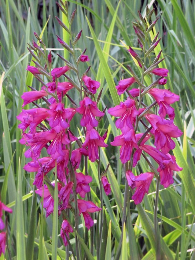 Gladiolen Communis byzantinus (italicus)