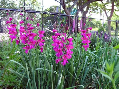 Gladiolus 'Communis Byzantinus Italicus' - Gladiole