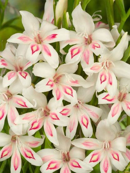 Gladiolus 'Nymph Nanus' - Gladiole