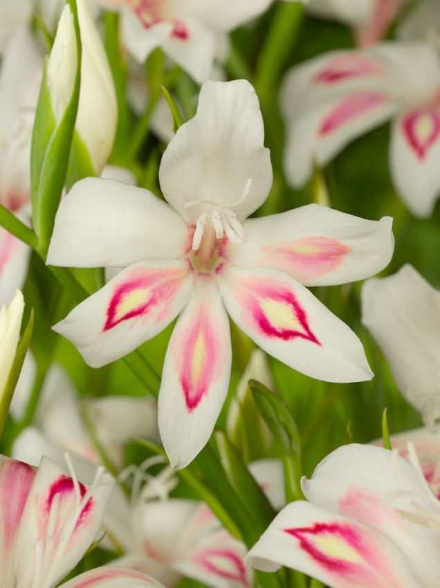 Gladiolus 'Nymph Nanus' - Gladiole
