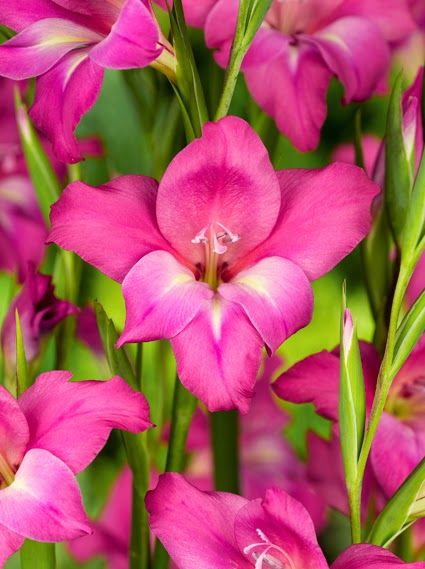 Gladiolen Charming lady tubergenii