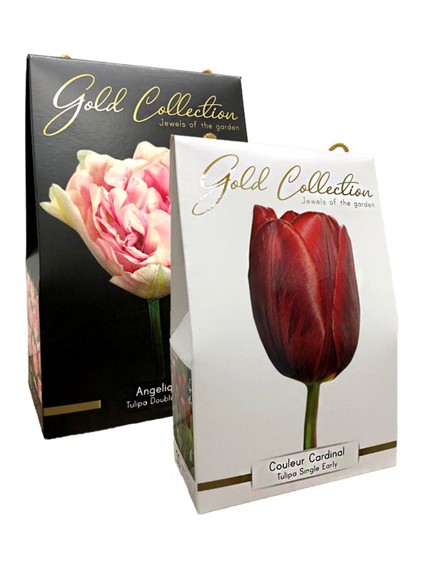 Tulpen Gold collection duopack