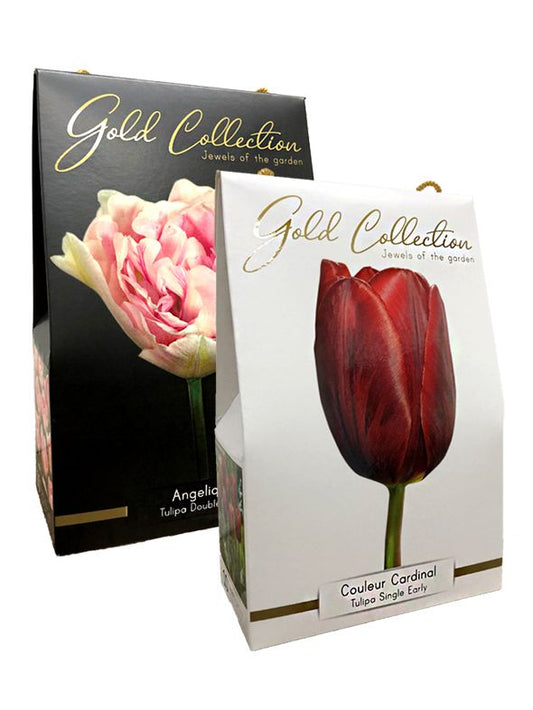 Tulpen Gold collection duopack