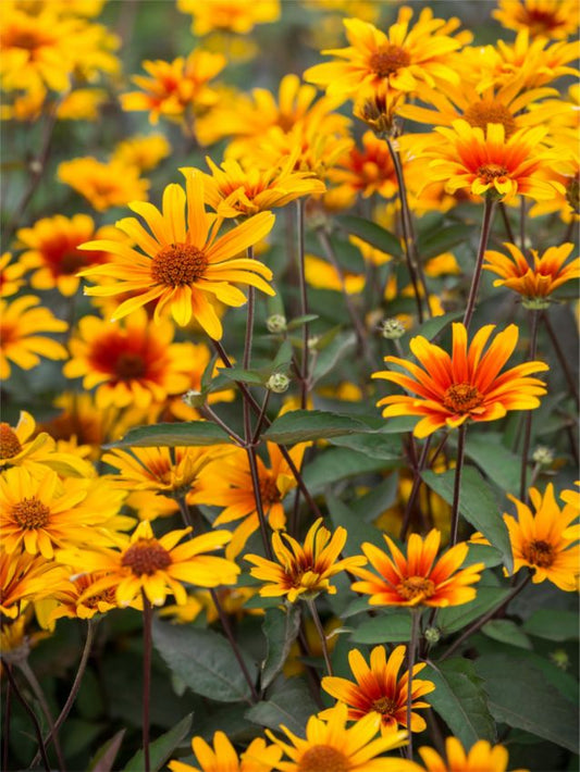 Stauden Heliopsis burning hearts