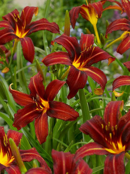 Taglilien Hemerocallis autumn red