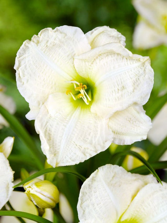 Taglilien Hemerocallis gentle shepperd