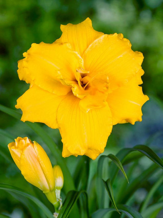 Taglilien Hemerocallis stella d'oro