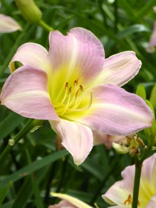 Taglilien Hemerocallis catherine woodbury