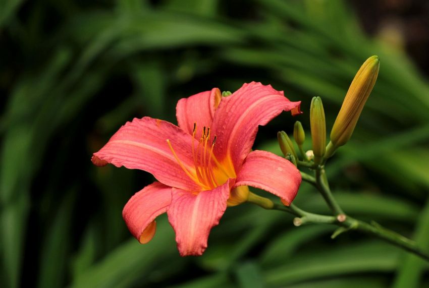 Hemerocallis 'Pink Damask' - Taglilie