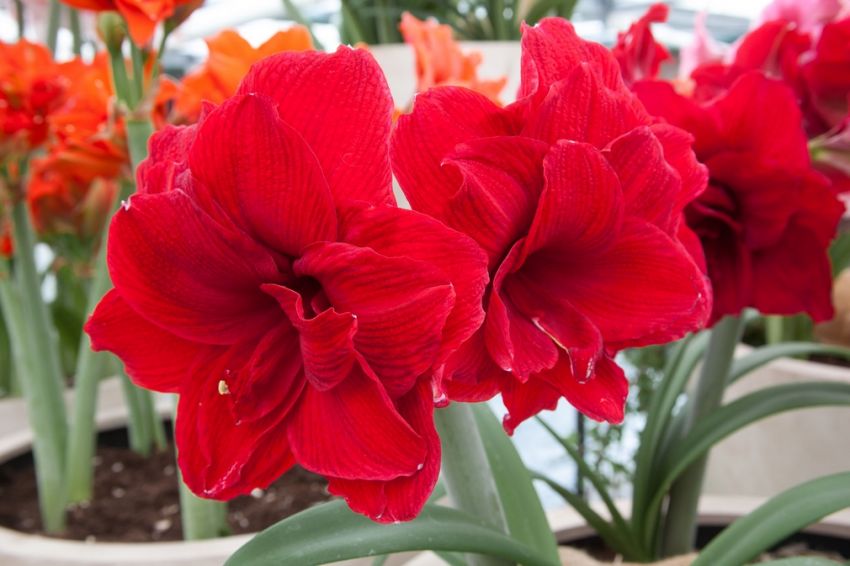 Hippeastrum Amarantia