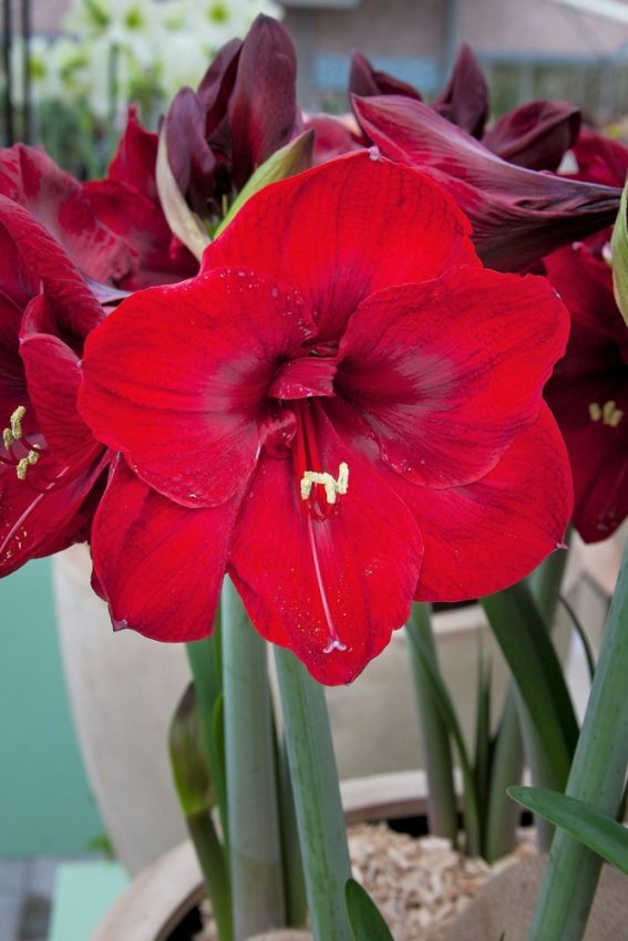 Ritterstern (Amaryllis) 'Benfica' - 1 Stück