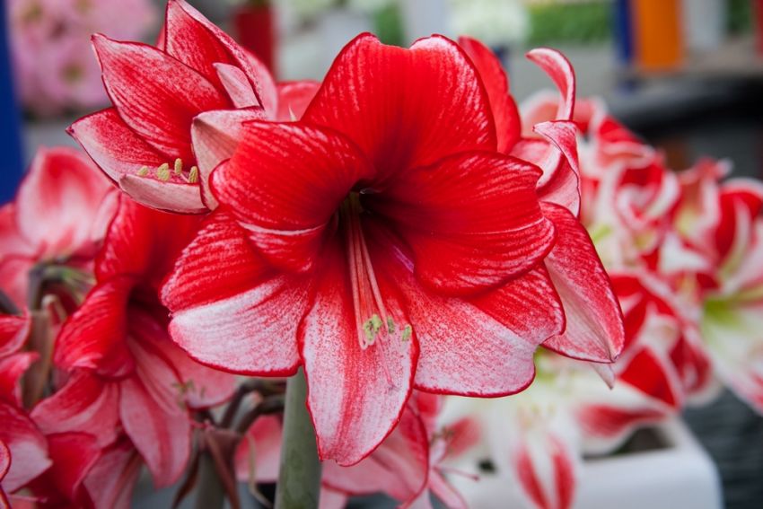 Ritterstern (Amaryllis) 'Charisma' - 1 Stück