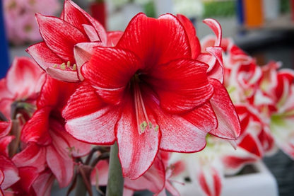 Ritterstern (Amaryllis) 'Charisma' - 1 Stück