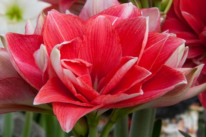 Ritterstern (Amaryllis) 'Double Dream' - 1 Stück