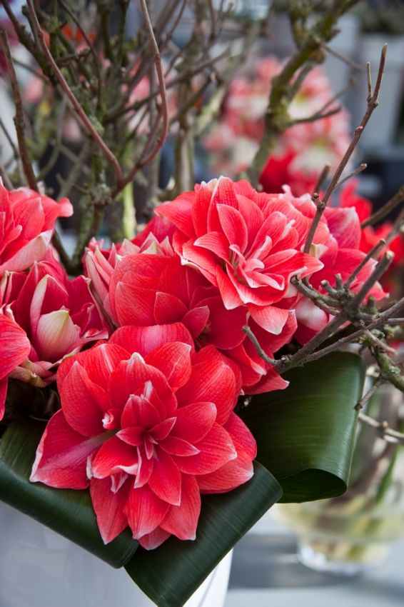 Ritterstern (Amaryllis) 'Double Dream' - 1 Stück