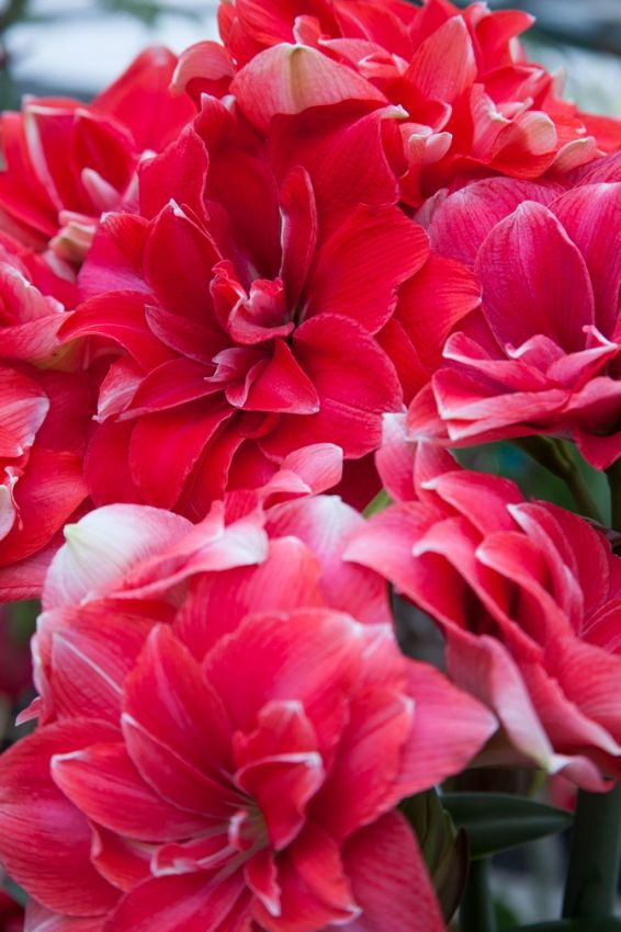 Ritterstern (Amaryllis) 'Double Dream' - 1 Stück