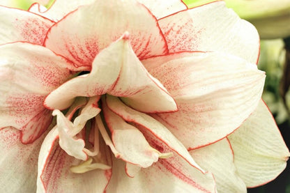 Ritterstern (Amaryllis) 'Elvas' - 1 Stück
