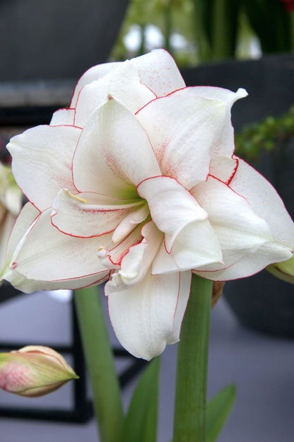 Ritterstern (Amaryllis) 'Elvas' - 1 Stück
