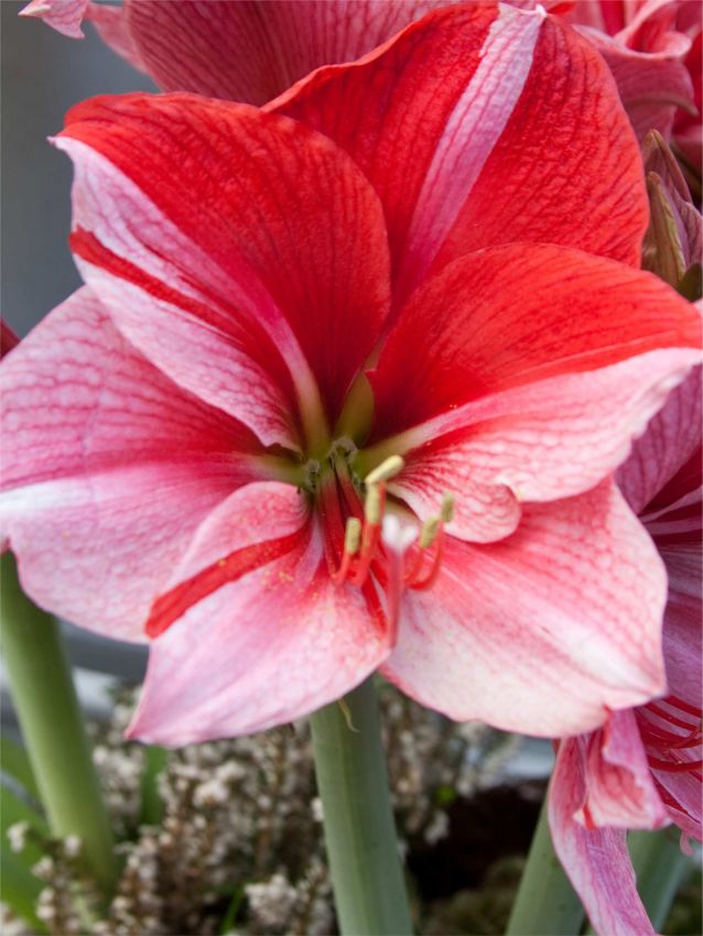 Hippeastrum Gervase