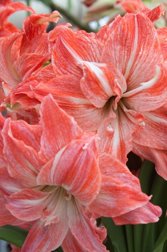 Hippeastrum Lady jane dbl