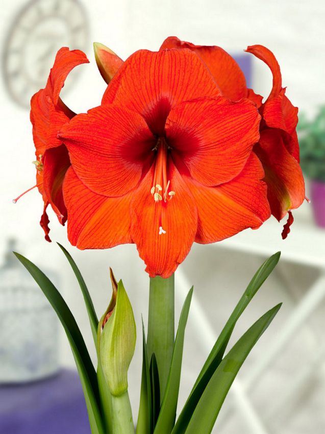 Hippeastrum Orange jumbo