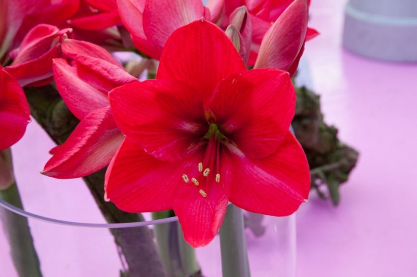 Ritterstern (Amaryllis) 'Pink Rival' - 1 Stück