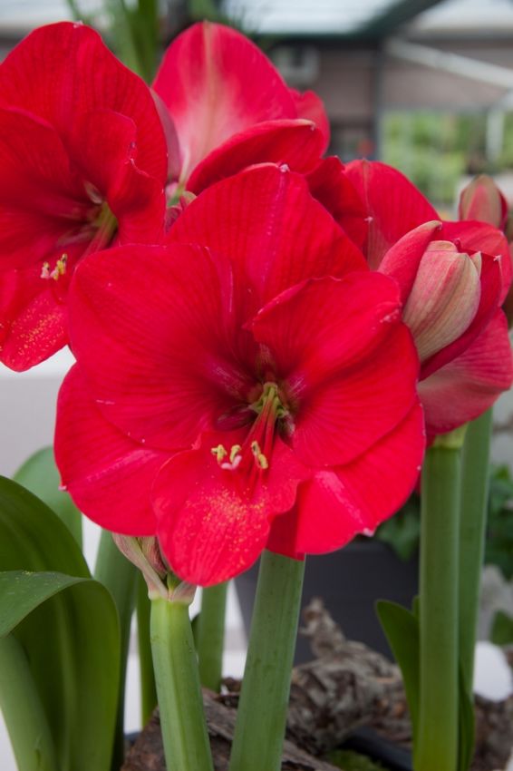 Ritterstern (Amaryllis) 'Pink Rival' - 1 Stück