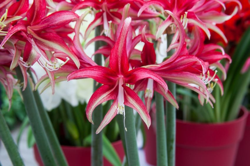 Ritterstern (Amaryllis) 'Quito' - 1 Stück