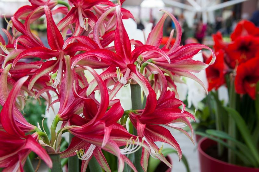 Ritterstern (Amaryllis) 'Quito' - 1 Stück