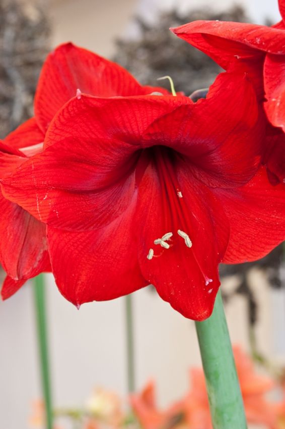 Ritterstern (Amaryllis) 'Red Lion' - 1 Stück