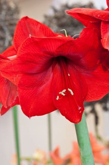 Ritterstern (Amaryllis) 'Red Lion' - 1 Stück