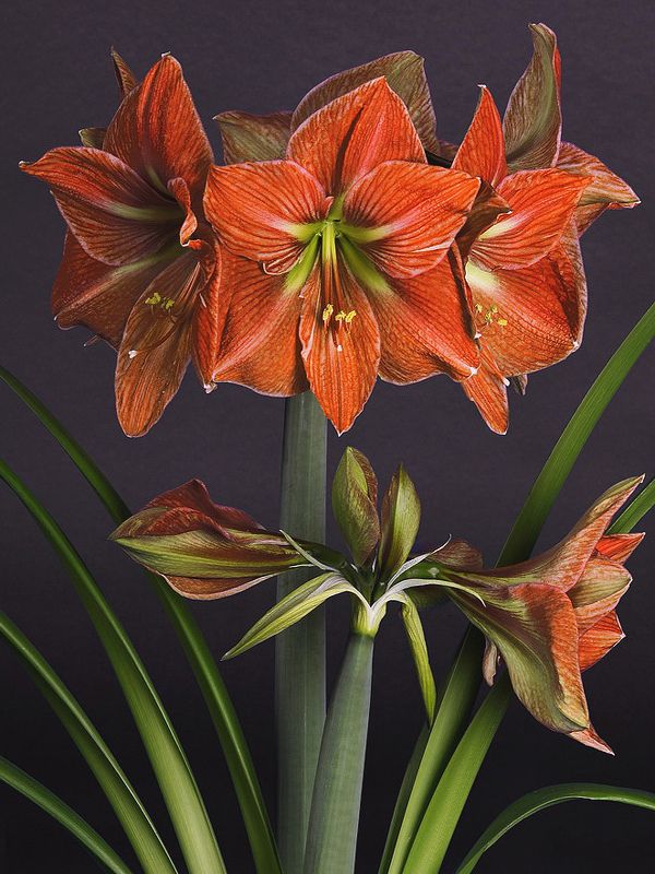 Hippeastrum Terra cotta star