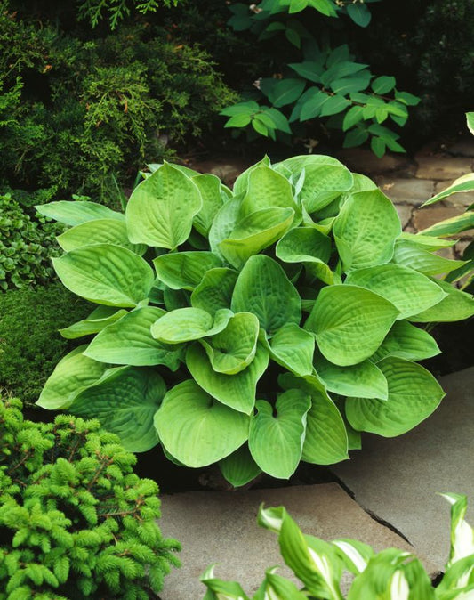 Funkien Hosta august moon