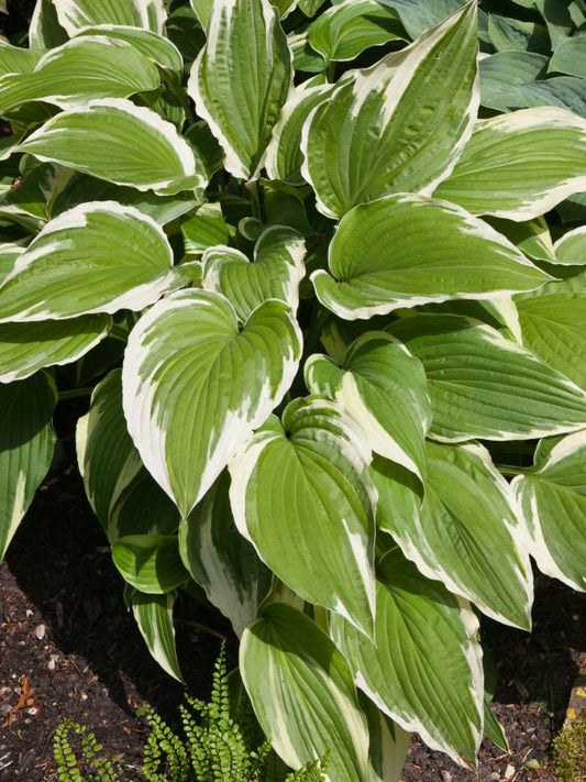 Funkien Hosta moerheim fortunei