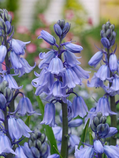 Hasenglöckchen Hyacinthoides hispanica blau