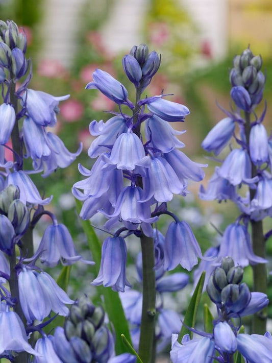 Hasenglöckchen Hyacinthoides hispanica blau