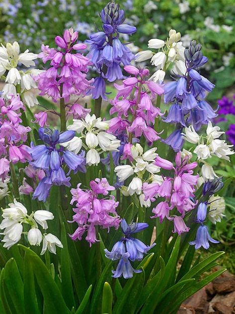 Hasenglöckchen Hyacinthoides hispanica mischung