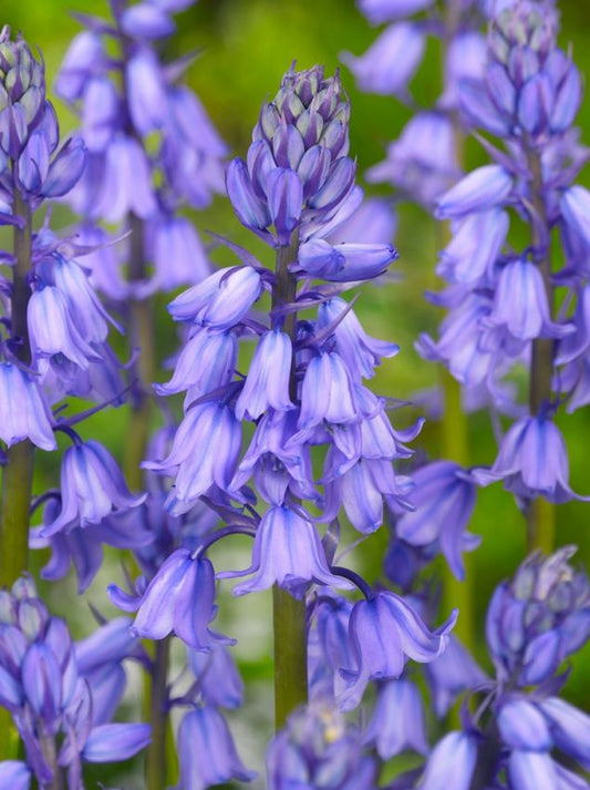 Hasenglöckchen Hyacinthoides excelsior hispanica