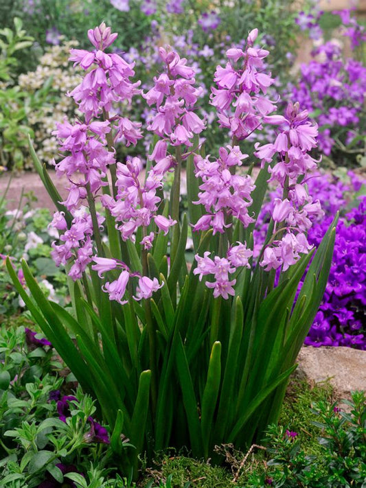 Hasenglöckchen Hyacinthoides hispanica rosa