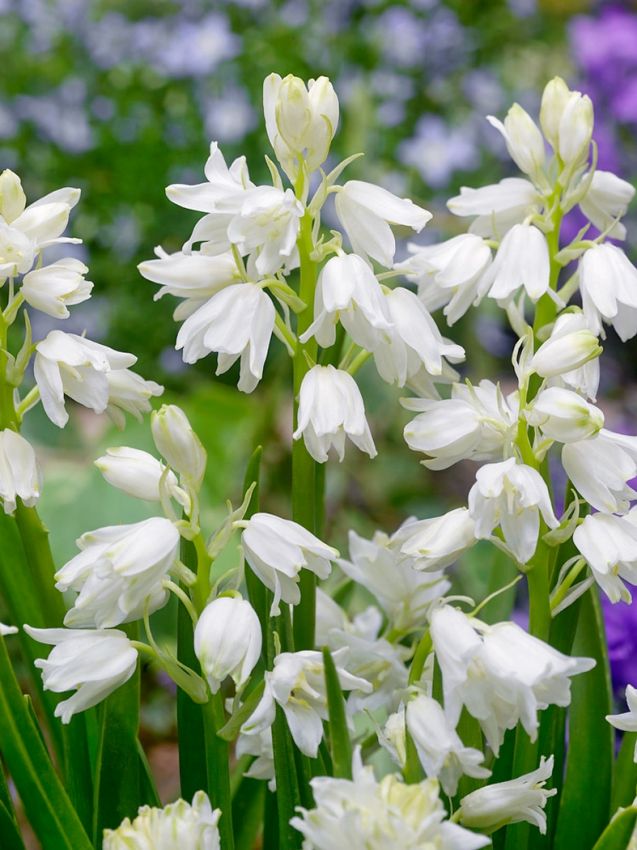 Hasenglöckchen Hyacinthoides hispanica weiss