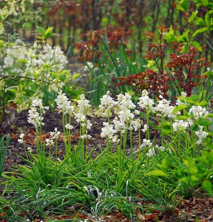 Hyacinthoides 'Hispanica Weiss' - Hasenglöckche