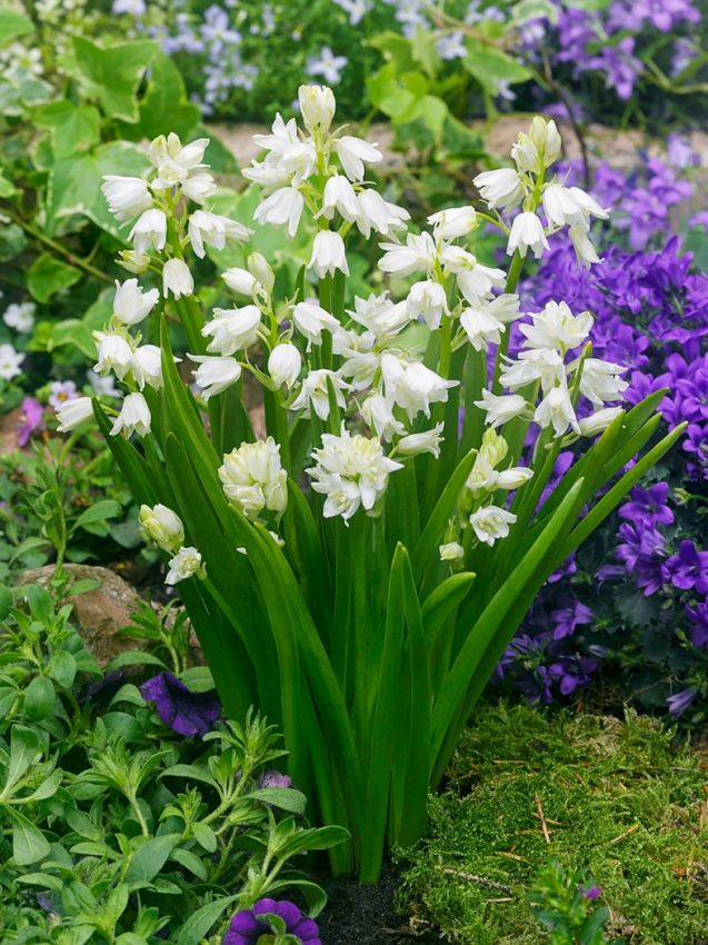 Hyacinthoides 'Hispanica Weiss' - Hasenglöckche